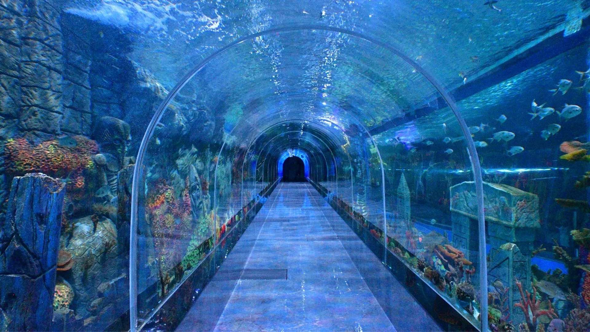 Aquarium Paradise